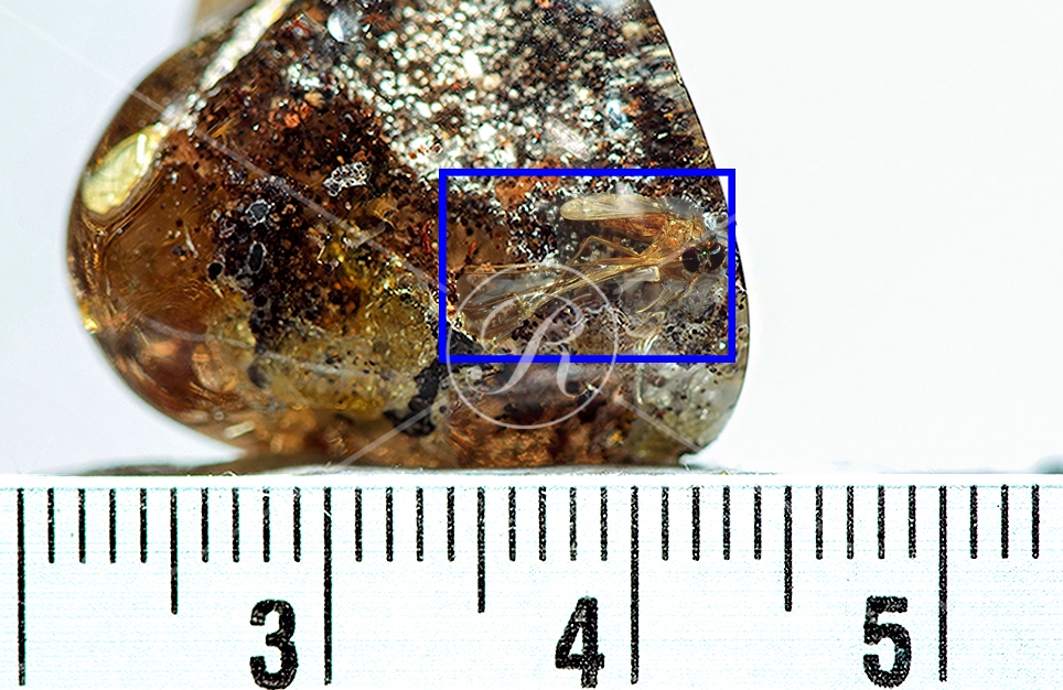 Watermark_218_N32 éch.jpg